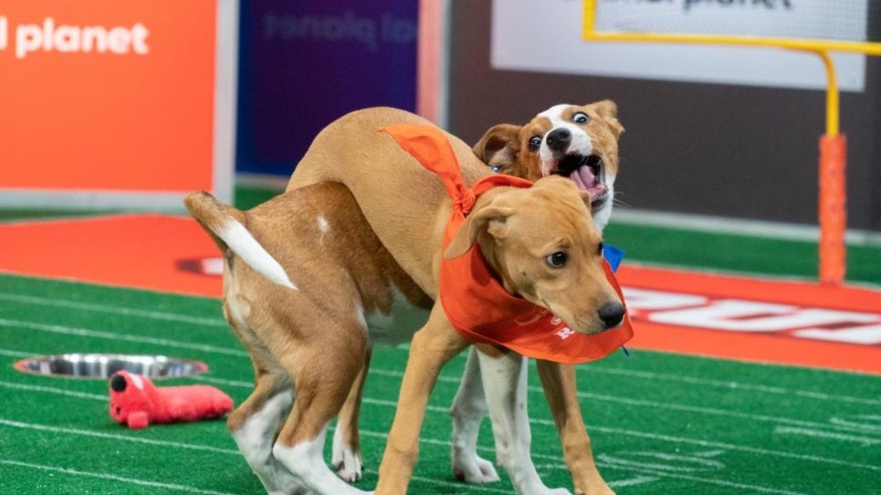 How to Watch the 2024 Puppy Bowl Online and on Streaming — Catch the Furry Festivities Today