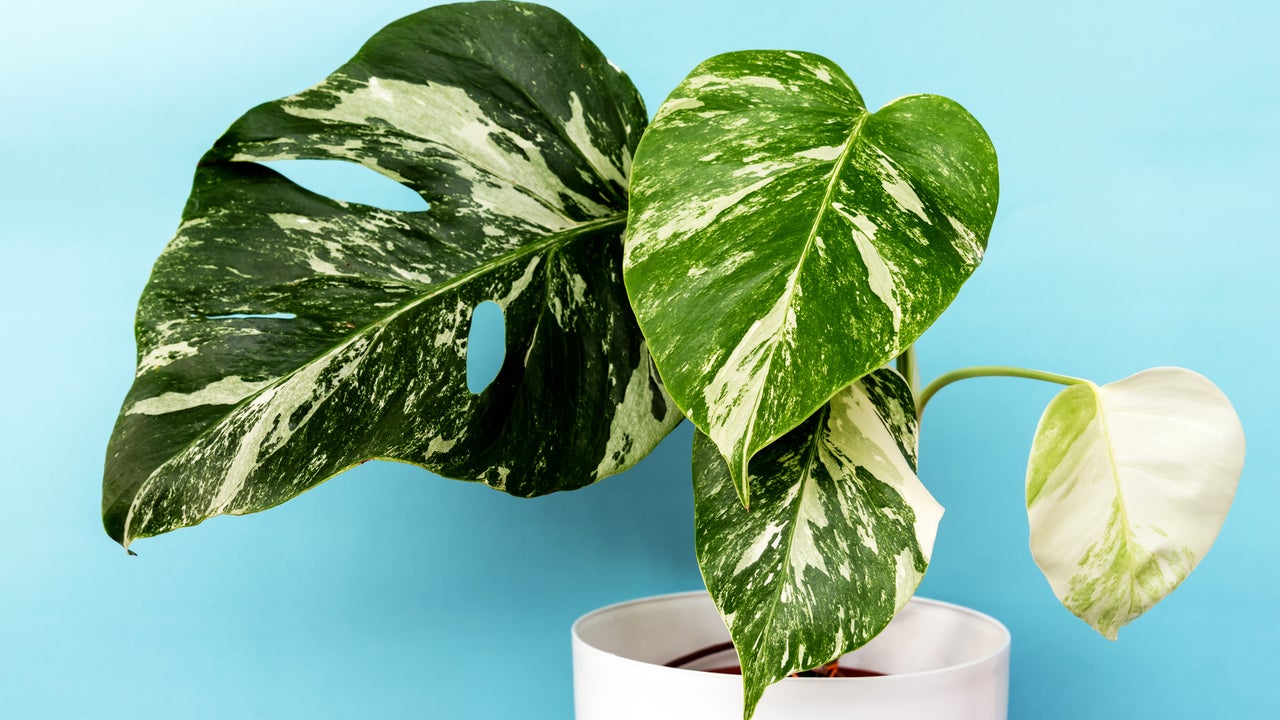The Biggest Houseplant Trends of 2024: Shop Best-Selling Indoor Plants for Beginners and Green Thumbs - Vimarsana News