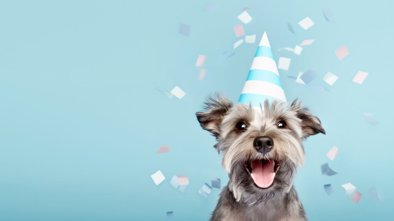 Amazon Pet Day Sale 2024: koop de 22 beste deals voor hondensnacks, kattenspeeltjes en meer huisdierbenodigdheden