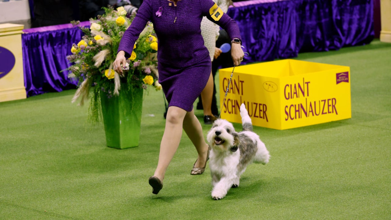 How to Watch the 2024 Westminster Dog Show Online: Start Time, TV Schedule, Live Stream