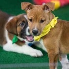 Puppy Bowl XIV Contenders