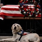 George H.W. Bush's service dog, Sully
