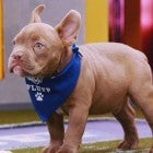 2020 Puppy Bowl: Meet the RUFF Competitors (Exclusive)  
