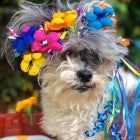 Good News -- Dog Parade