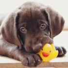pet subscription boxes