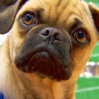‘Puppy Bowl’ 2021: Meet the 70 Adorable Dogs Preparing to Play Ruff
