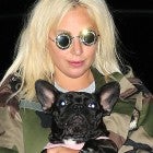 Lady Gaga Dognapping: Why Someone Would Want to Steal Her Pets