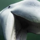 Secrets of the Whales