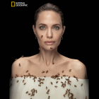 Angelina Jolie Bees