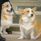 Queen Elizabeth's Corgis Observe Her Funeral Procession