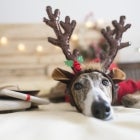 Dog in reindeer ears with gifts