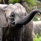 'Secrets of the Elephants': Watch the Trailer for James Cameron's New Docuseries (Exclusive)