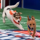 Puppy Bowl XIX