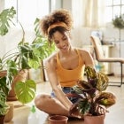 The Best Houseplants