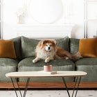 The Best Pet-Friendly Couches
