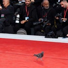 Pigeon at Venice Film Festival