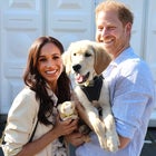 prince harry meghan markle and a dog
