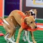 How to Watch the Puppy Bowl 