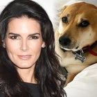 Angie Harmon's Dog Shot by Delivery Driver: Lawyer Explains Next Steps