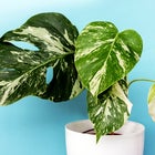 The Trendiest House Plants of 2024