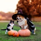 Best Halloween Costumes for Pets