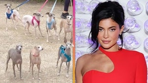 Kylie Jenner Reveals She Has Seven Italian Greyhounds