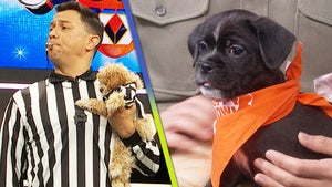 'Puppy Bowl' Celebrates 20-Year Anniversary by Featuring Largest Number of Rescue Dogs Ever 