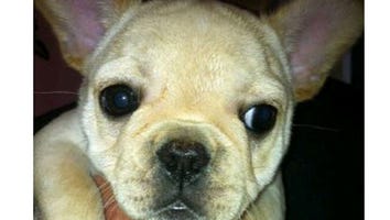 Puppy Pics: Which Celeb Does This Adorable Pooch Belong To?