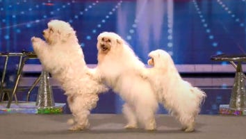 First Animal Act to Fetch Rave Reviews on 'AGT'