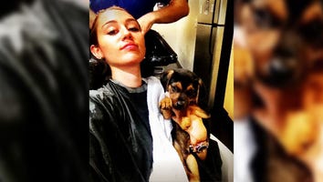 Miley Cyrus Rescues Puppy
