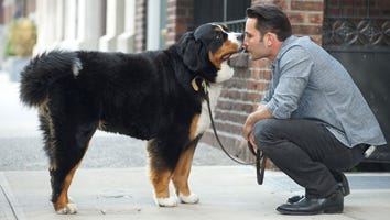 Unleashing 'Dogs in the City'