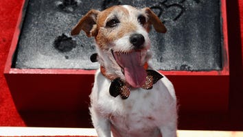 Uggie Unleashed at Chinese Theatre