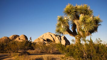 Explore Desert Oases