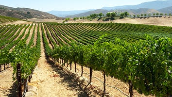 Southern California's Wine Country