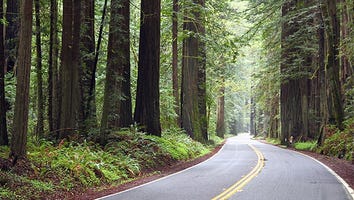 See the Redwoods