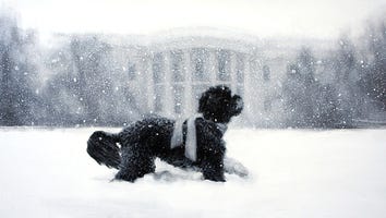 Obama Dog Bo Graces White House Holiday Card