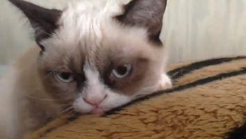 Internet Star Grumpy Cat Gets Movie Deal