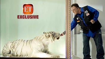 Exclusive: Roy Horn Feeds Tiger that Mauled Him