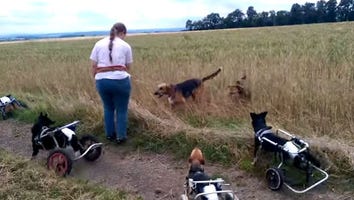 These Dogs Playing Fetch in Wheelcarts Will Melt Your Heart