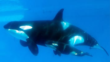 SeaWorld Expands Killer Whale Environments After 'Blackfish', But Is It Enough?