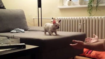 This French Bulldog Puppy is the Cutest Thing That Has Ever Happened