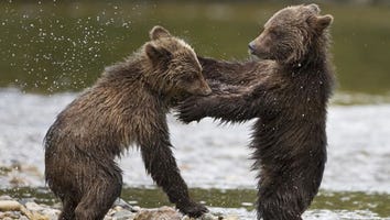 'Bears' Roars onto the Small Screen