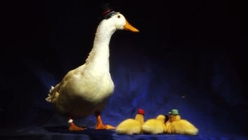 Stop What You're Doing and Watch 'DuckTales' With Real Ducks