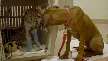 Watch How This Sweet Puppy Helps His Best Friend, a Cheetah Cub, Recover From Surgery