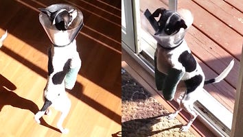 This Poor, Little Dog Broke Both of Her Legs and Has (Adorably) Learned to Walk Like a Human