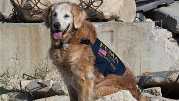 Meet the Last Remaining Search Dog From 9/11