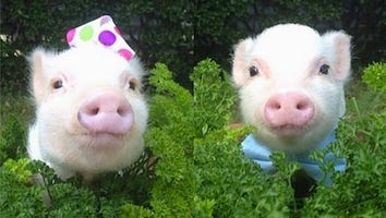 Meet Priscilla and Poppleton, the Adorable Micro-Pigs You Need to Follow on Instagram