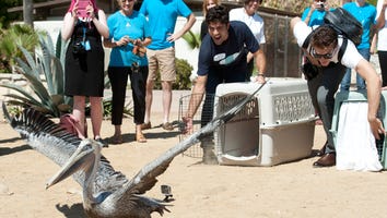 Adrian Grenier Helps Birds Fly
