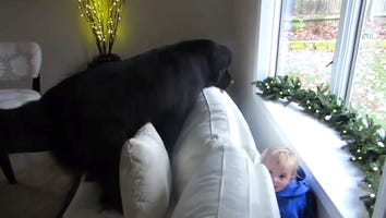 This Girl's Game of Hide and Seek With Her Dog Will Make Your Heart Grow Three Sizes