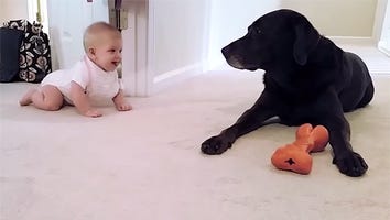 There's Nothing Sweeter Than How This Dog Rewards a Baby for Crawling for the First Time